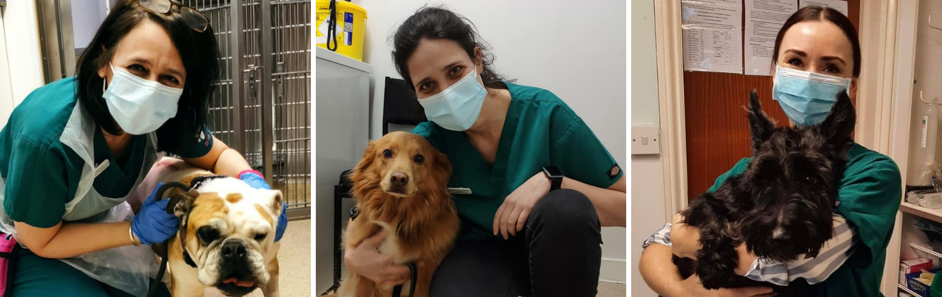 5 Amazing Pet Surgeries At Your Kent Vets Kent Veterinary Surgeries